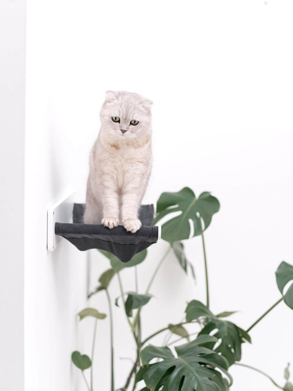 Wall Mounted Shelf Hammock - Cat