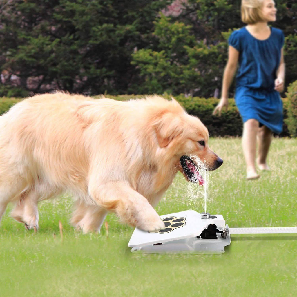 Interactive Dog Water Fountain Toy