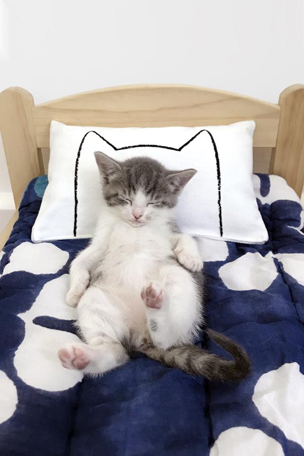 Catnip Kicker Bed Pillow Toy - Cat - (12 Color Options) - (Catnip or No Catnip Options) - (While Supplies Last)