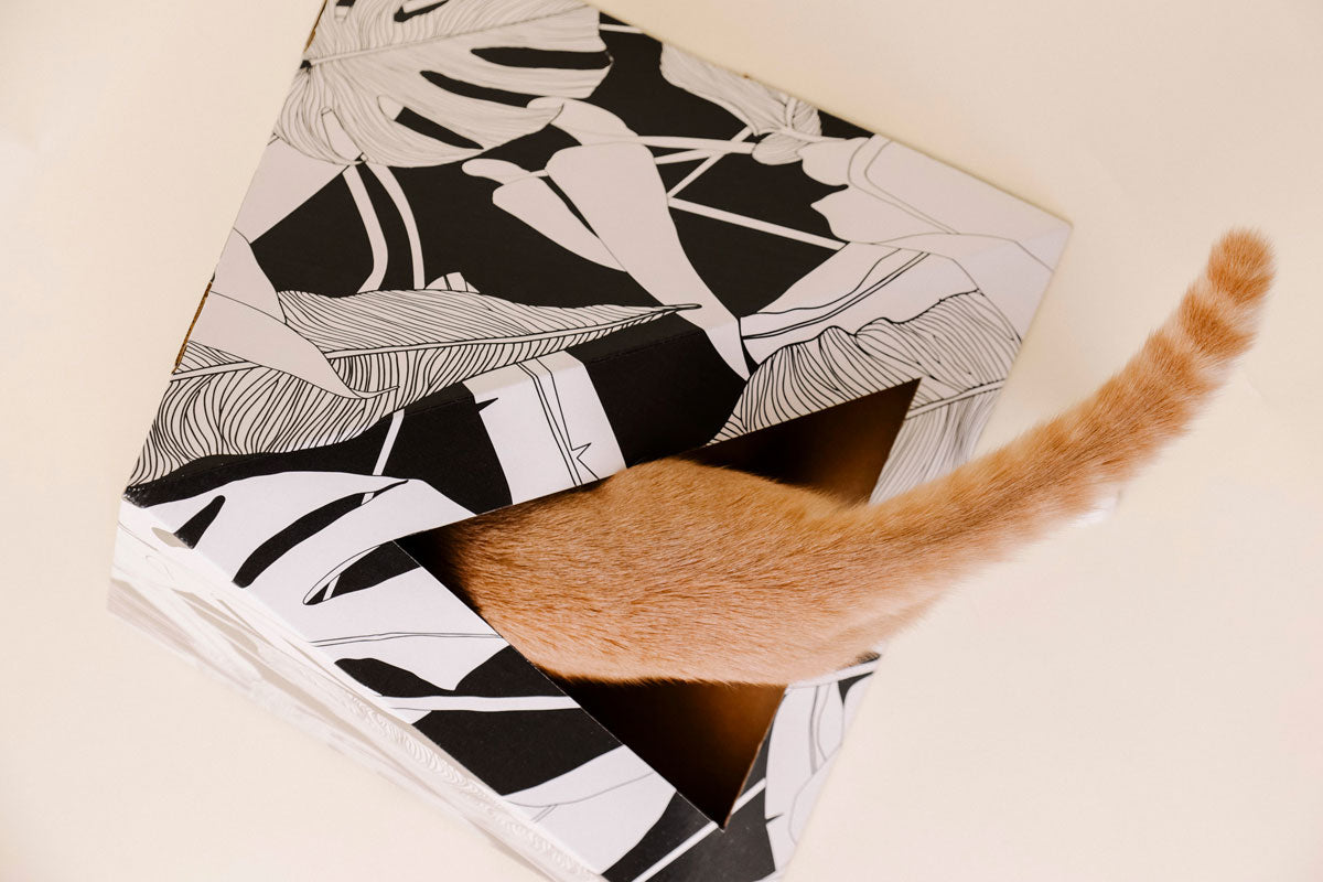 Cozy and 'Dark Paradise' Kardboard Pyramid - Cat