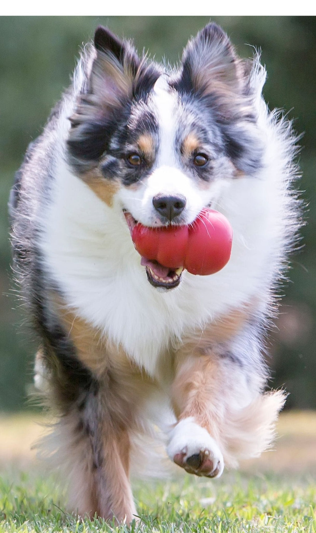 The Kong® Classic Toy - Dog    - (KONG)  - (Durable Rubber) - (Red) - (XX-King)