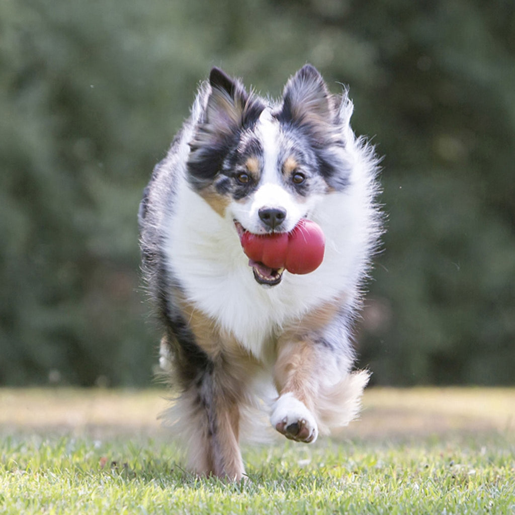 The Kong® Classic Toy - Dog    - (KONG)  - (Durable Rubber) - (Red) - (XX-King)
