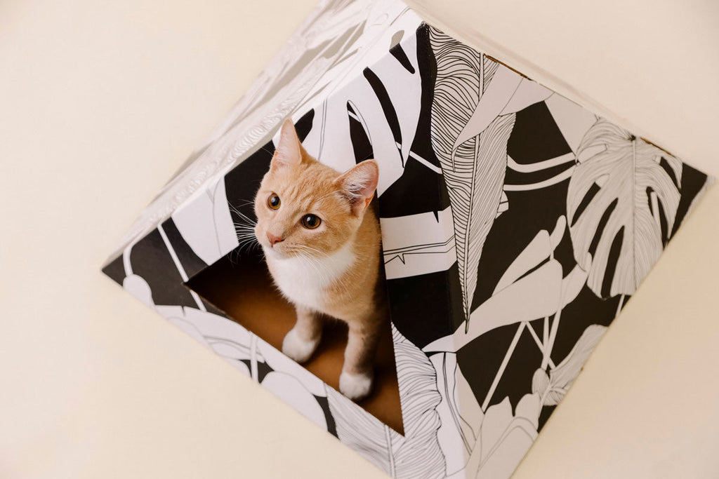 Cozy and 'Dark Paradise' Kardboard Pyramid - Cat