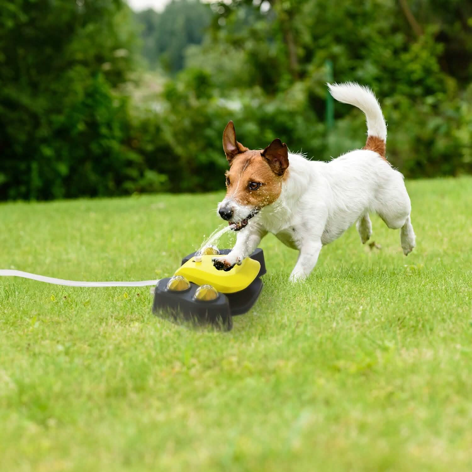 Multi-functional Automatic Water Sprinkler - Dog - (Blue, Yellow) - (While Supplies Last)