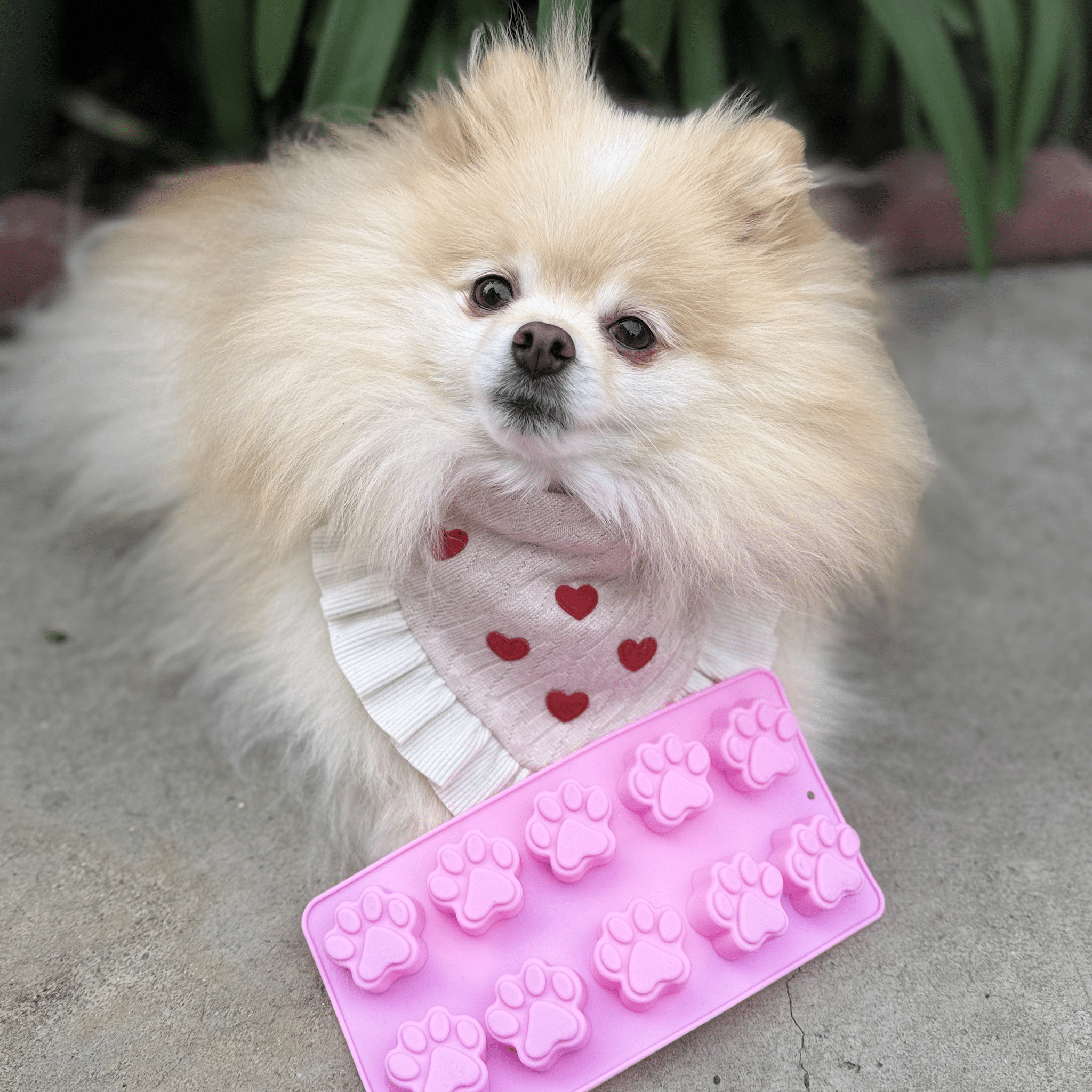 Pet Treat Molds - Dog - (4 Color/Style Options) - (While Supplies Last)