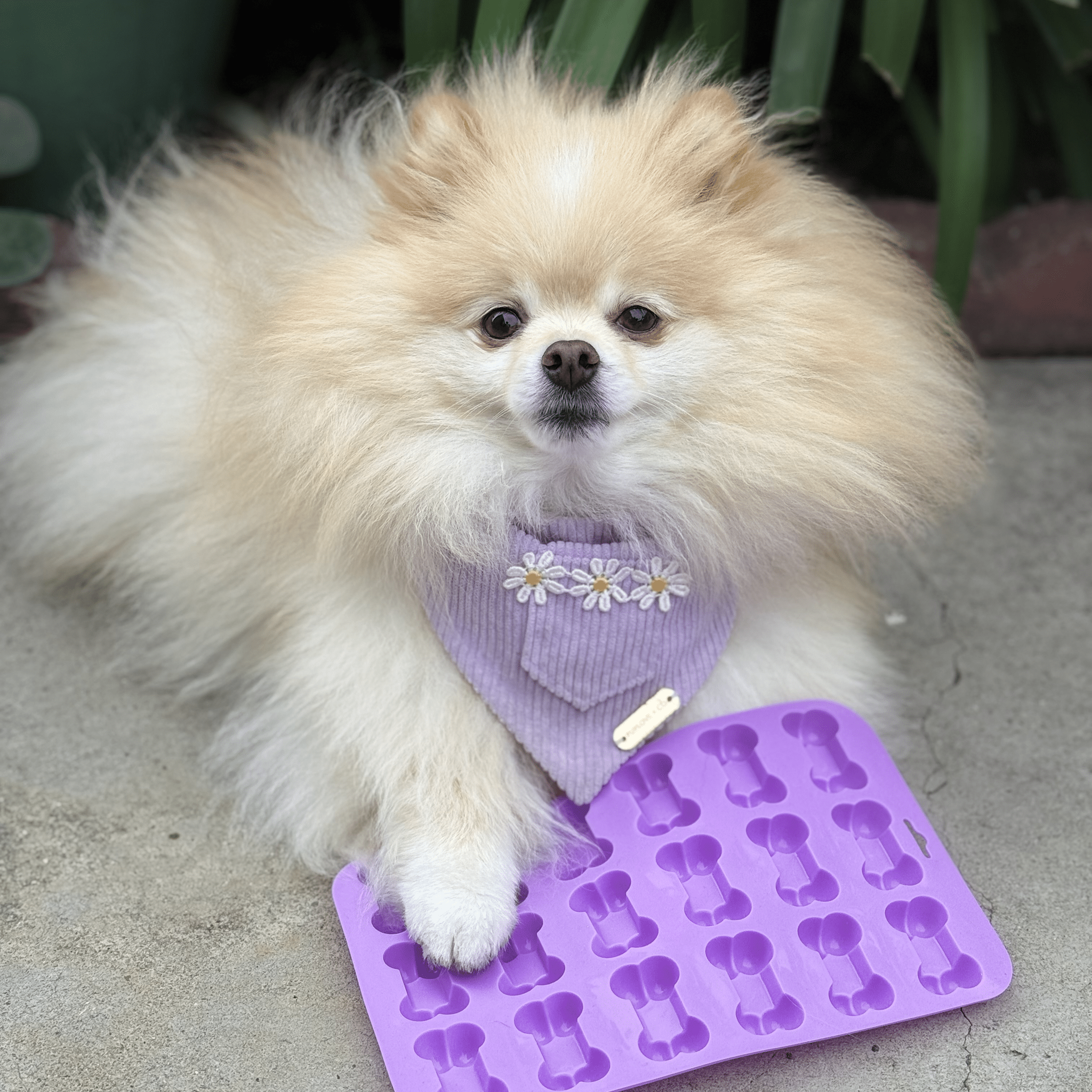 Pet Treat Molds - Dog - (4 Color/Style Options) - (While Supplies Last)