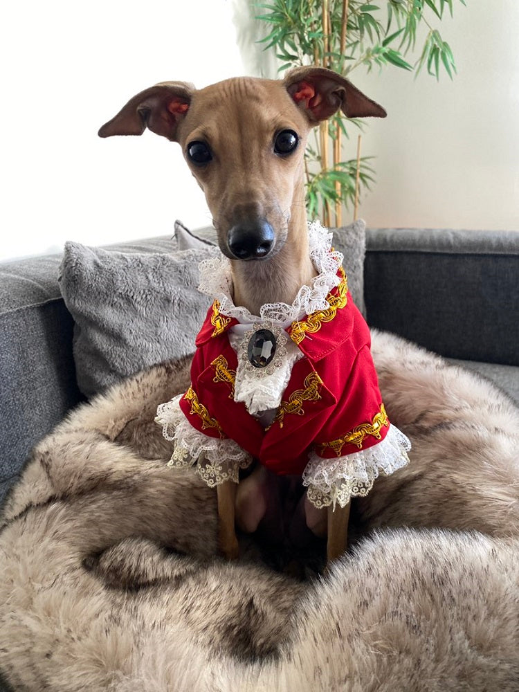 Luxury Tailcoat Shirt with Lace and Gold Detailing - Dog Cat - (XS-XXL) and Customizable - (Red) - (While Supplies Last)