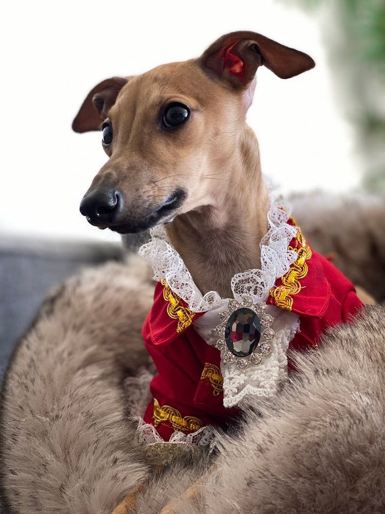 Luxury Tailcoat Shirt with Lace and Gold Detailing - Dog Cat - (XS-XXL) and Customizable - (Red) - (While Supplies Last)