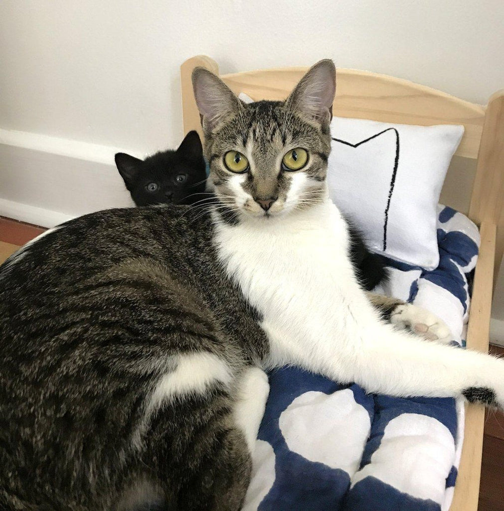Catnip Kicker Bed Pillow Toy - Cat - (12 Color Options) - (Catnip or No Catnip Options) - (While Supplies Last)