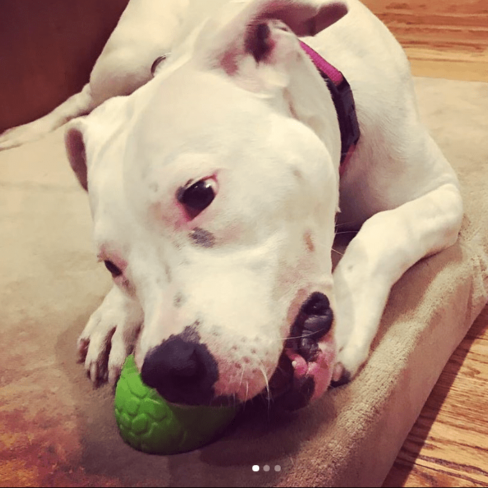 Dinosaur Egg Chew Toy & Treat Dispenser - Dog -  (Green) - (Eco-Friendly) - (SodaPup)